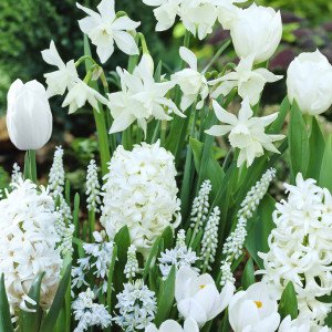 Fleurs mixtes White Garden