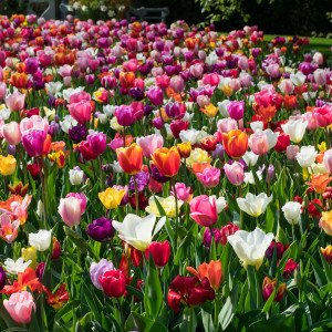 60 Jours de Tulipes Mélange