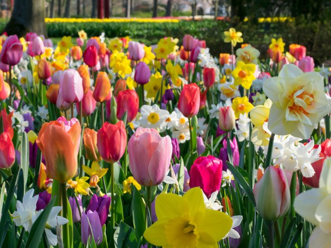 Mixed flower bulbs My Dutch Flowers