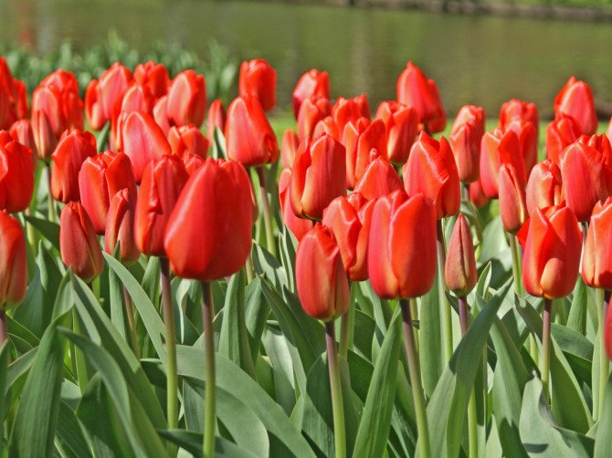 Tulpe Apeldoorn