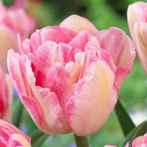 Tulip Foxtrot