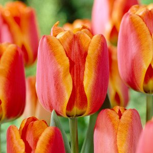 Tulipe Apeldoorn's Elite