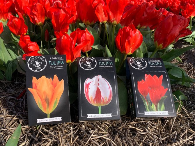 Rembrandt tulip collection