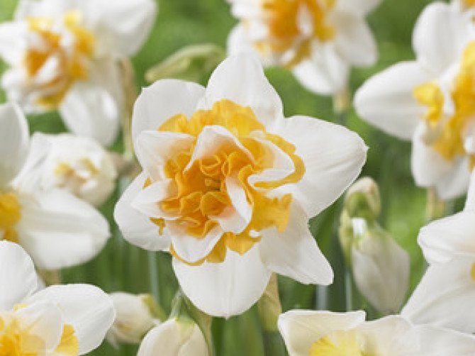 Daffodil Sweet Desire