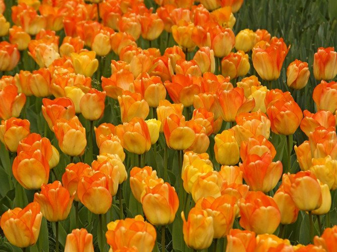 Holland Tulip Collection