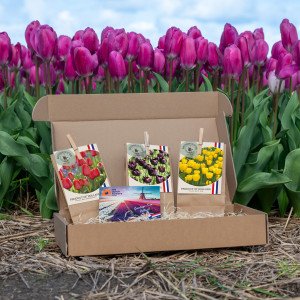 Amsterdam Tulip Collection